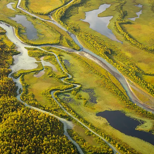 Rapa Valley details in autumn light, Sarek National Park