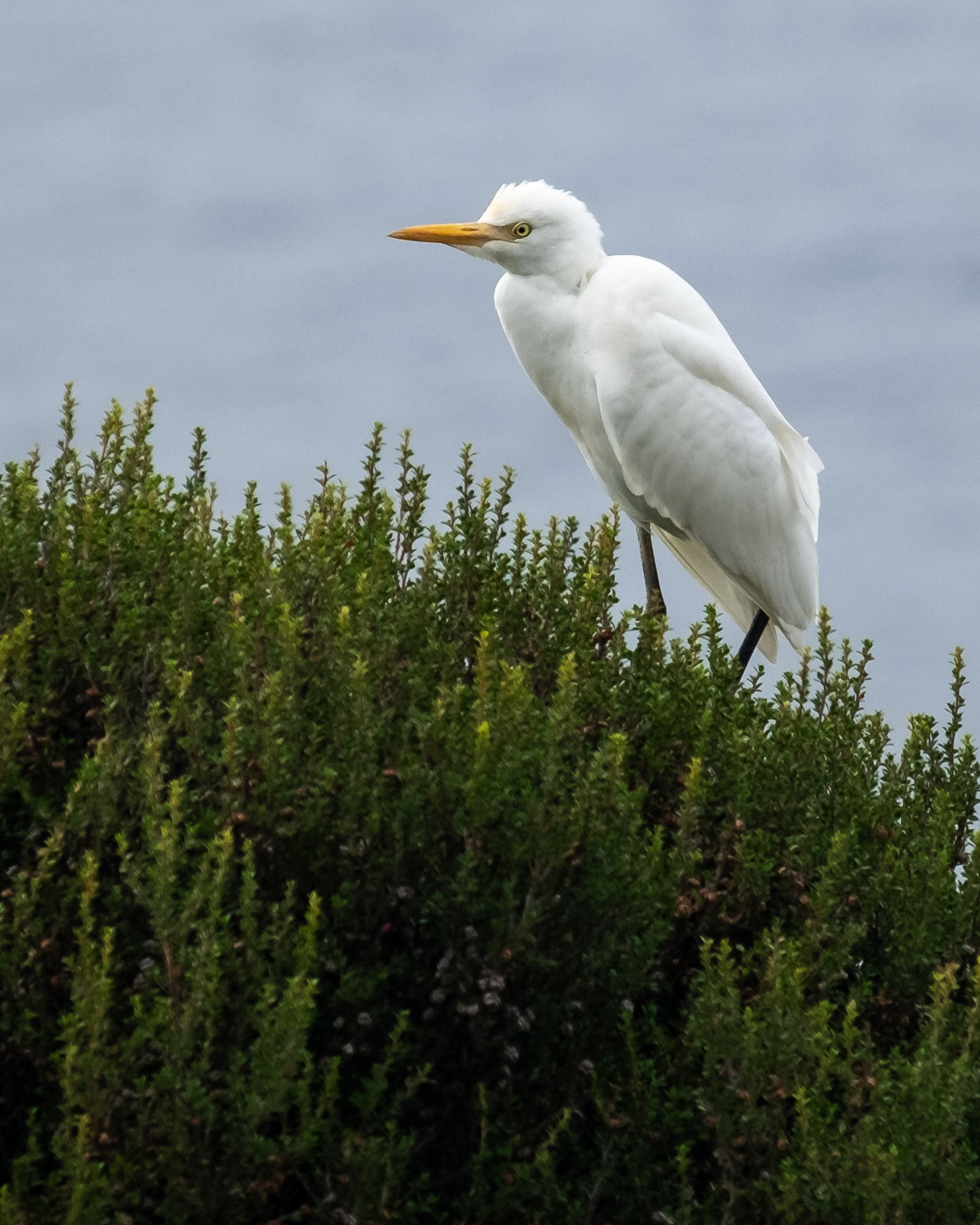 Little Egret