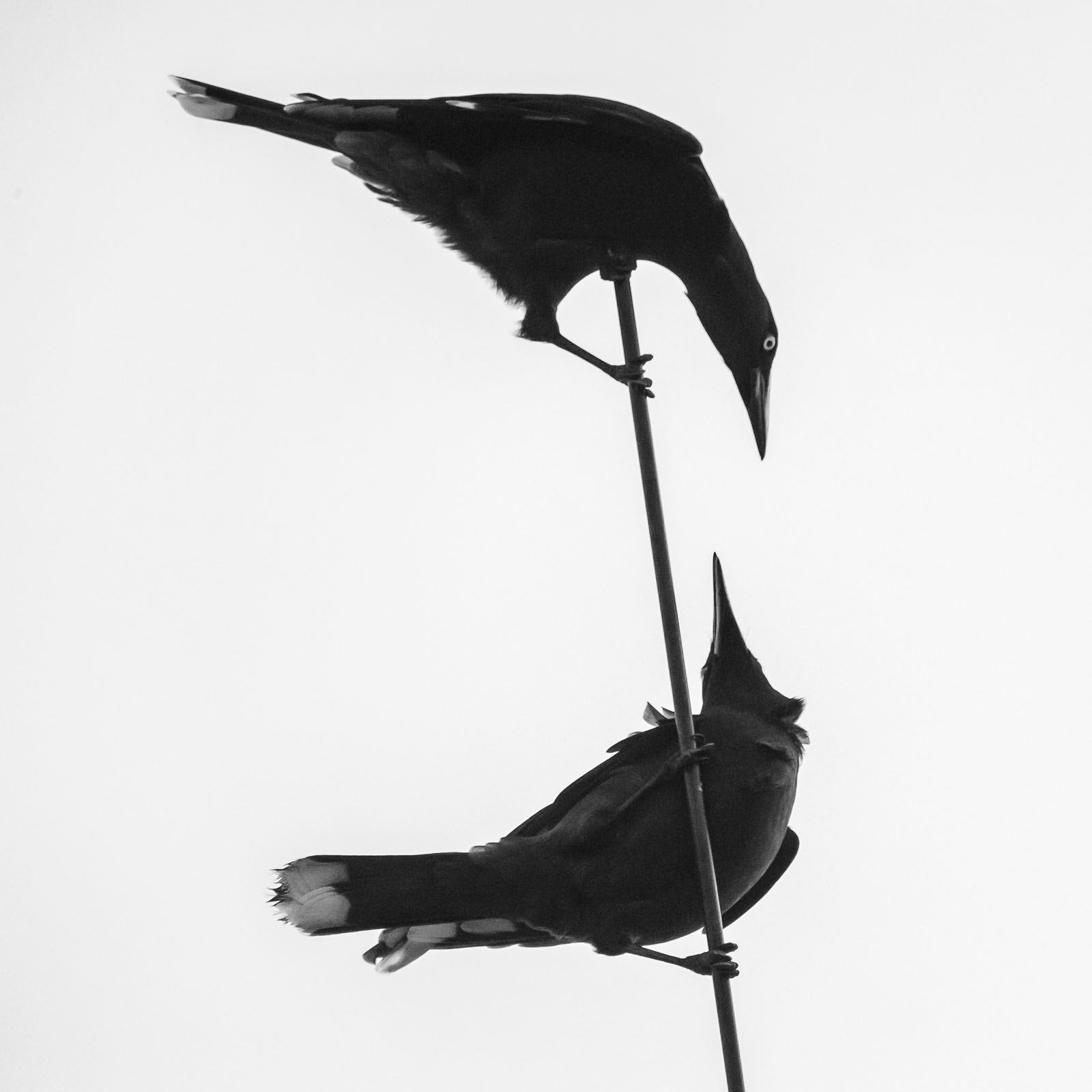 Pecking Order