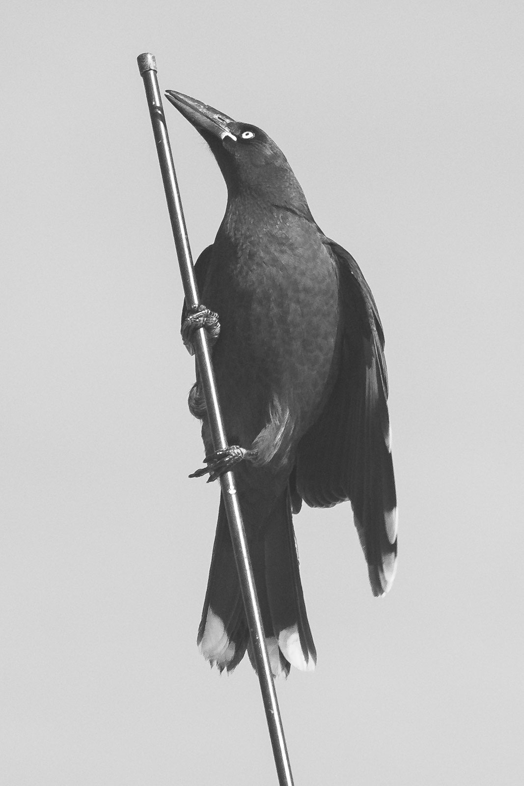 Rocking The Mic Stand