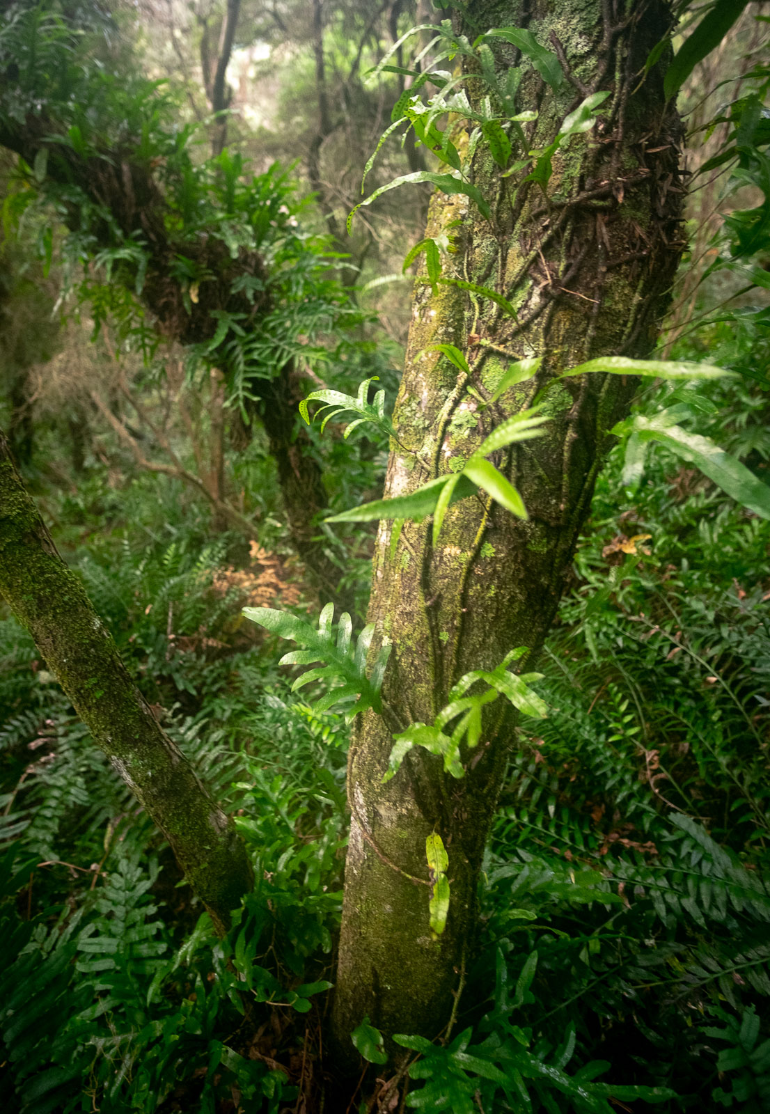 Forest Veins