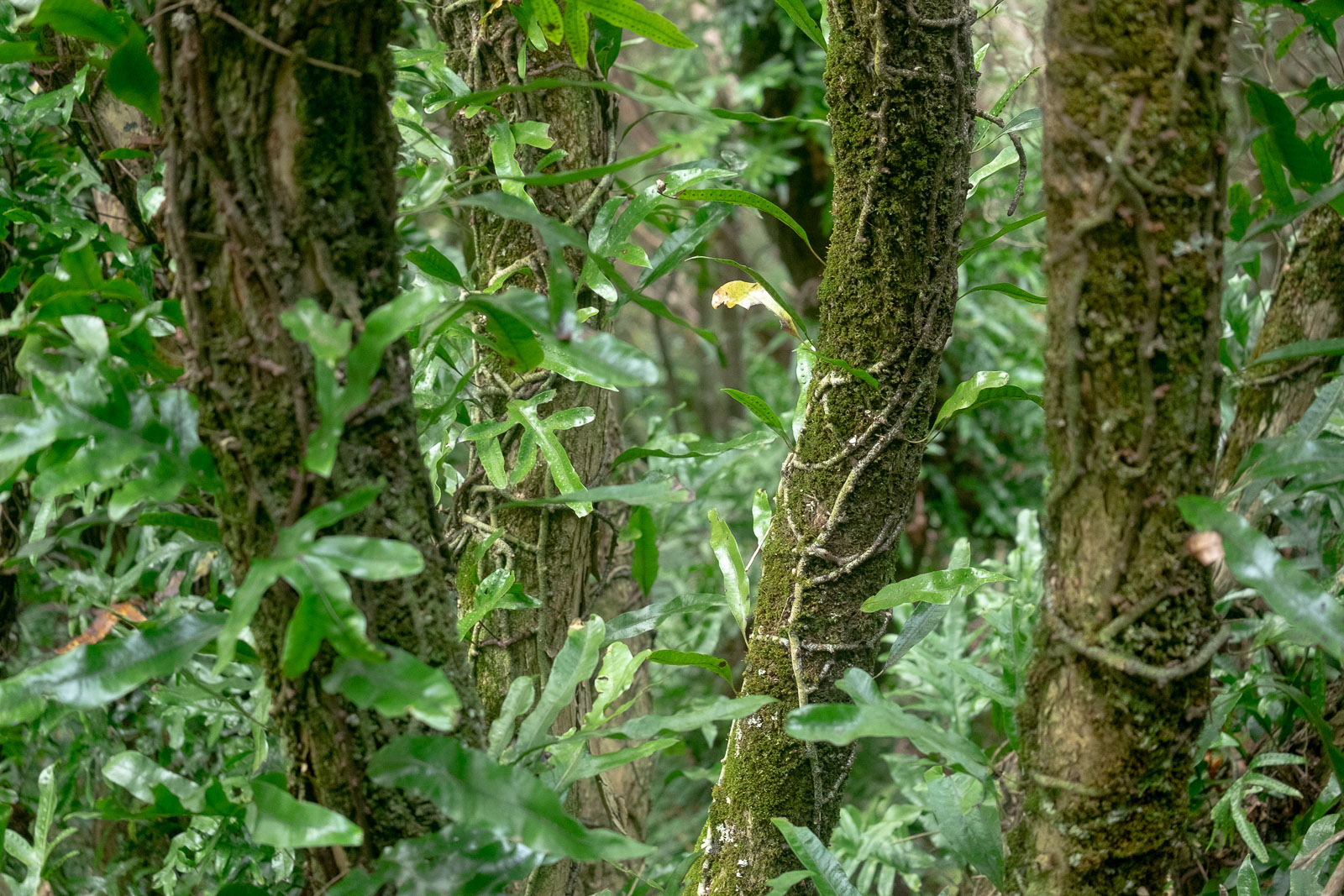 In The Jungle