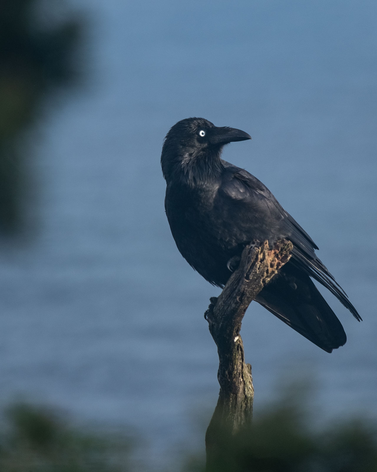Ocean Raven