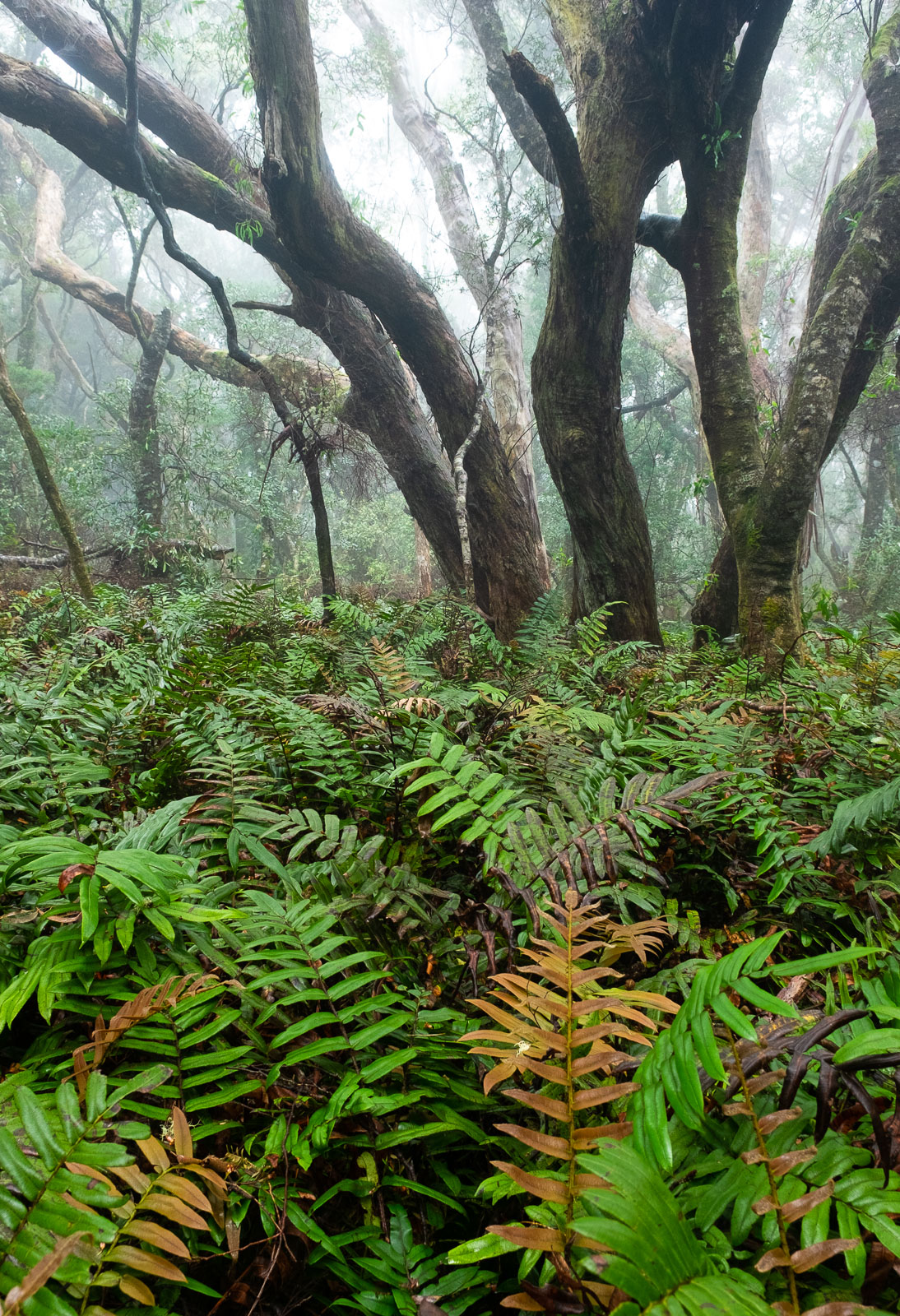 Understory Colours