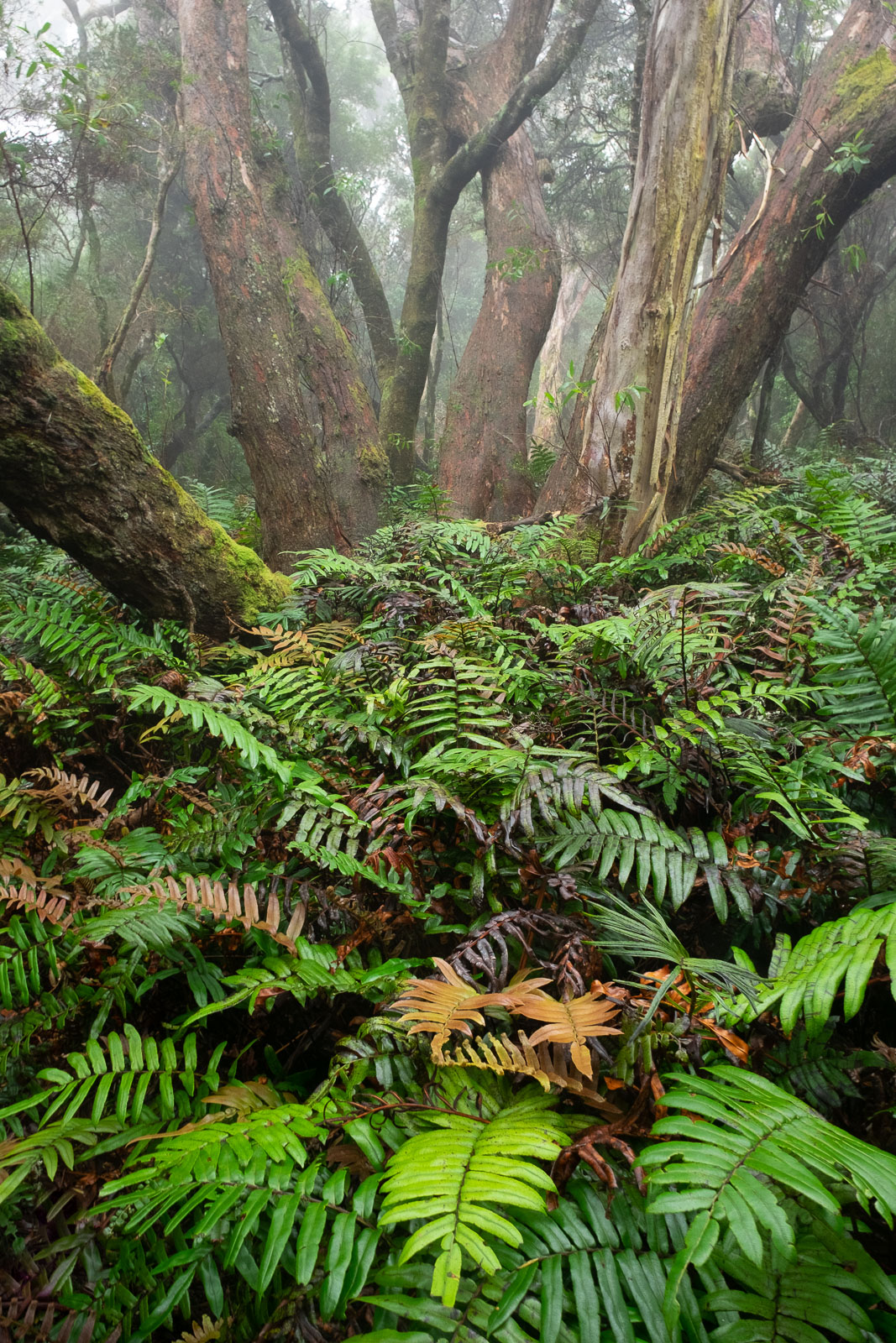 Eucalyptus Grove