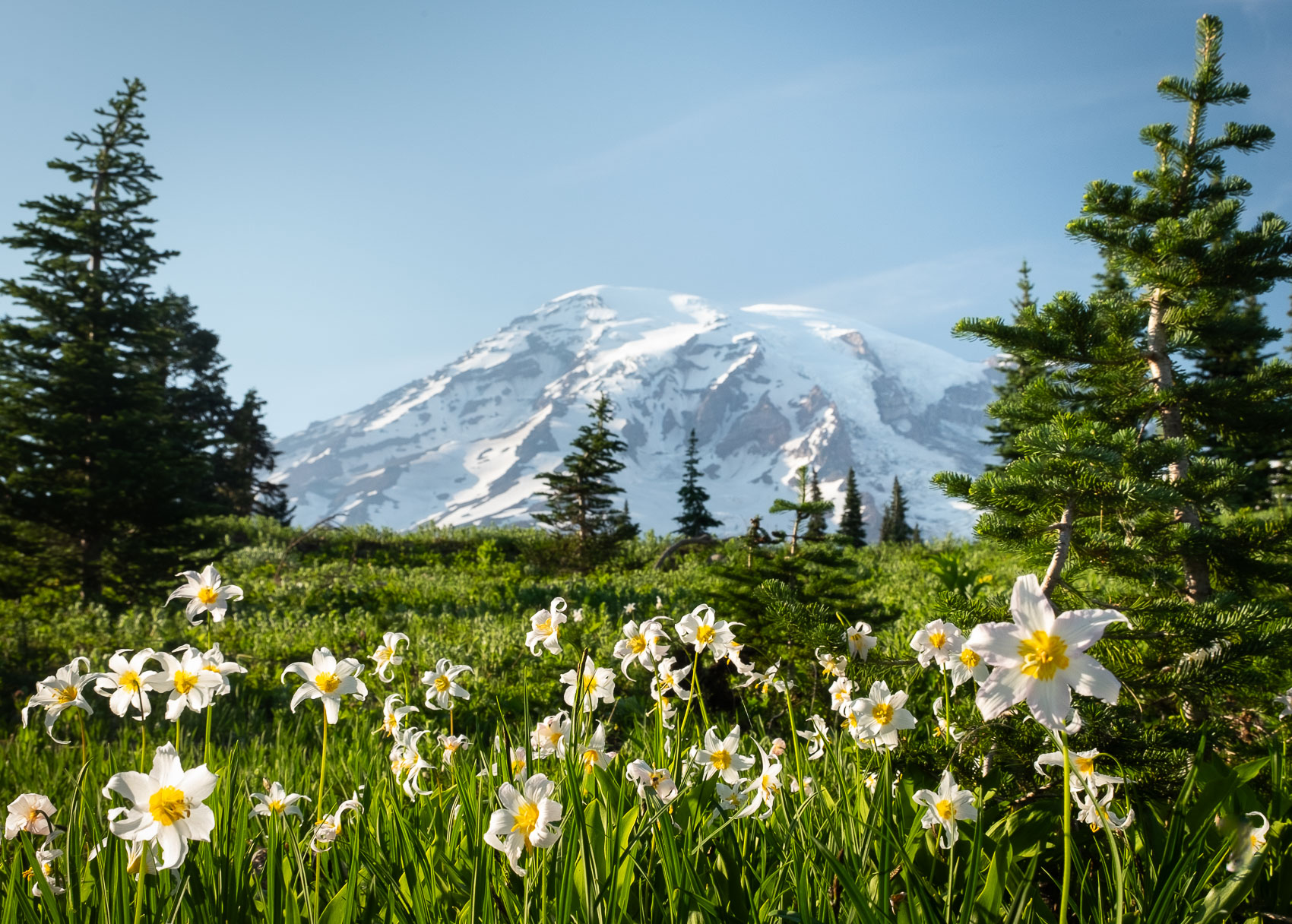 Avalanche Lilies