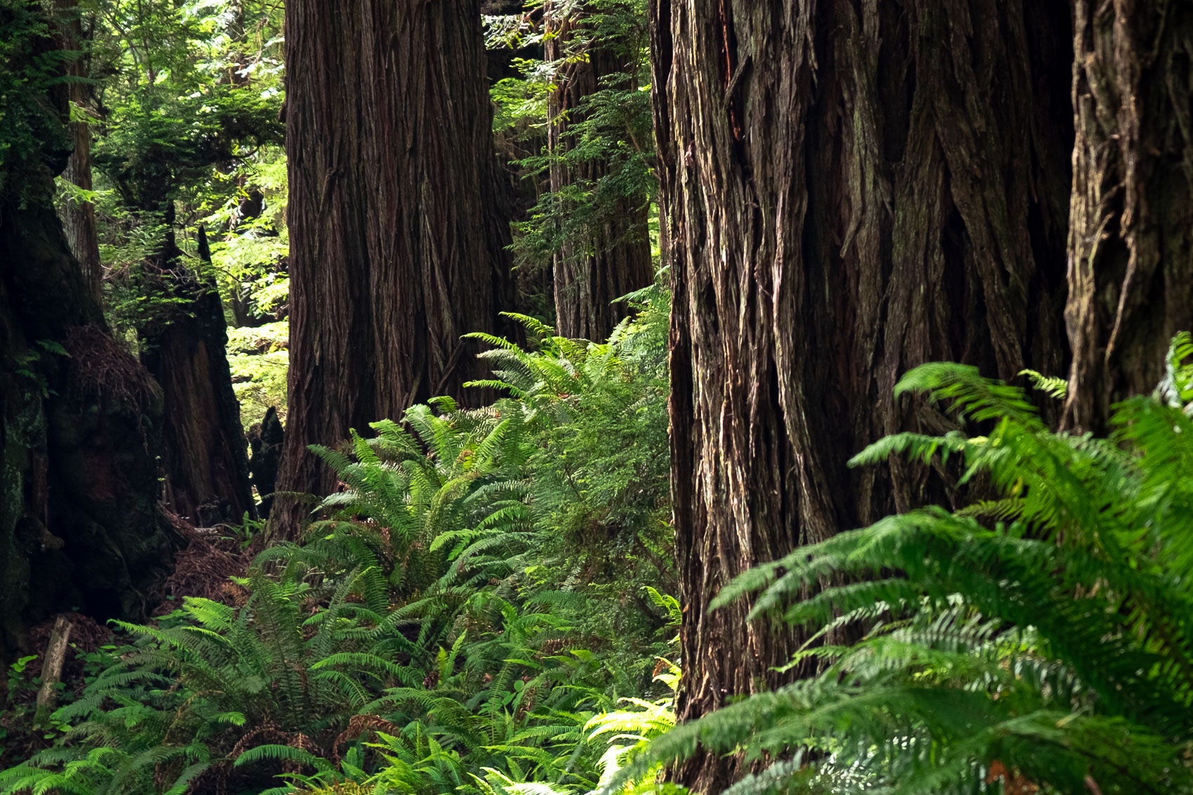 Californian Redwoods