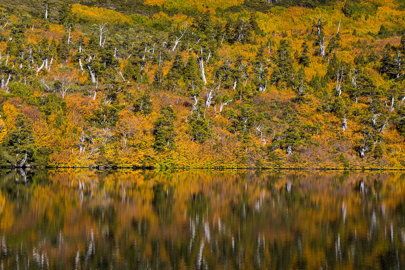A bath of Gold