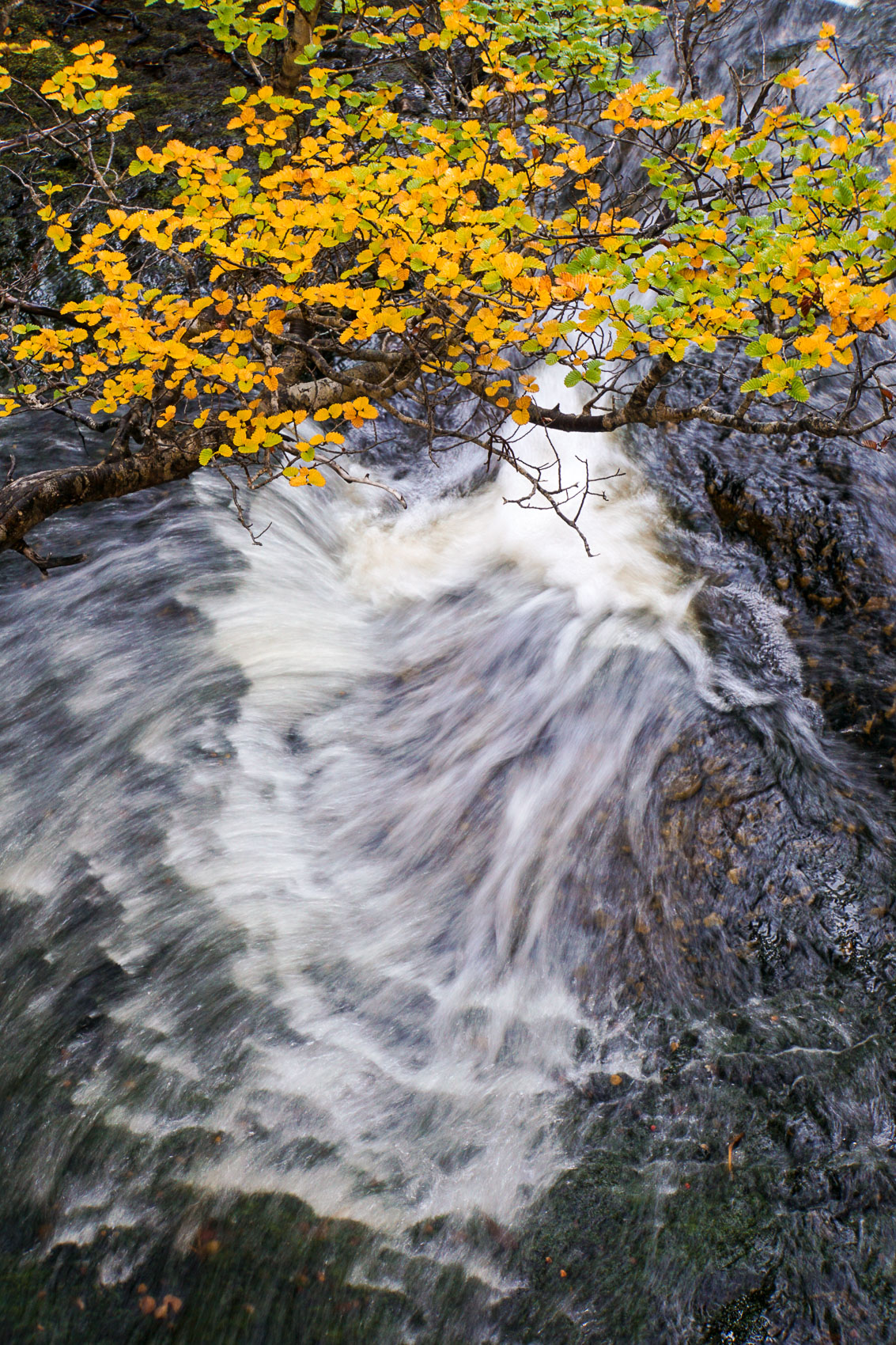 Stream of Fagus
