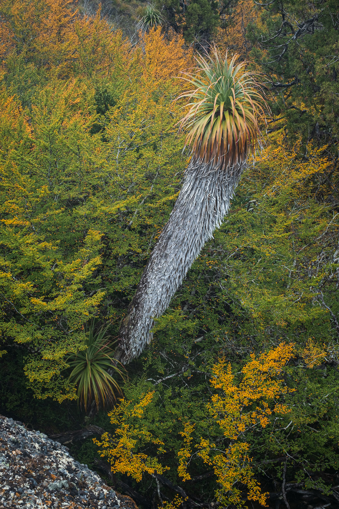 Towering Pandani