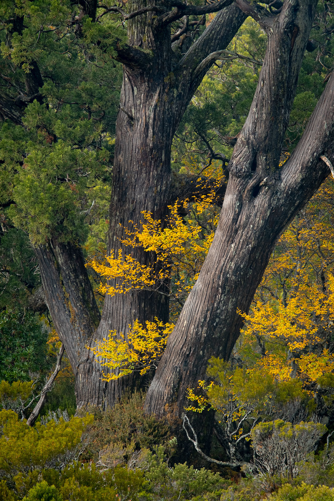 Ancient Pines