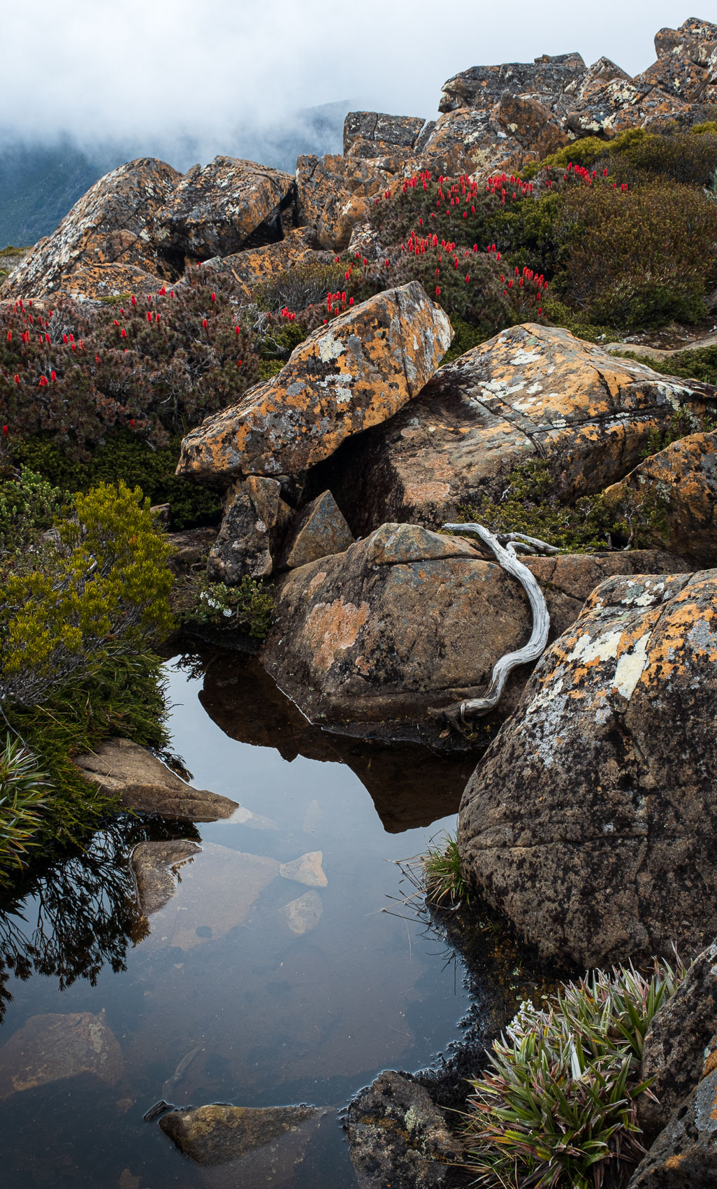 Rock Garden
