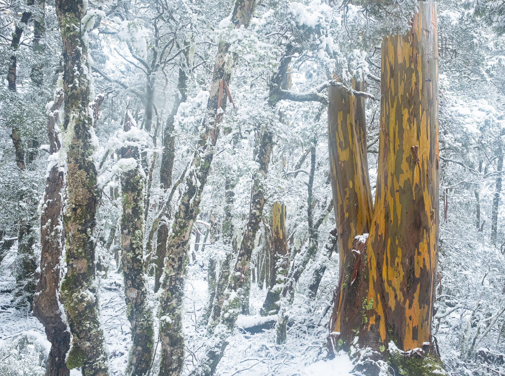 Winter Yellow Gums