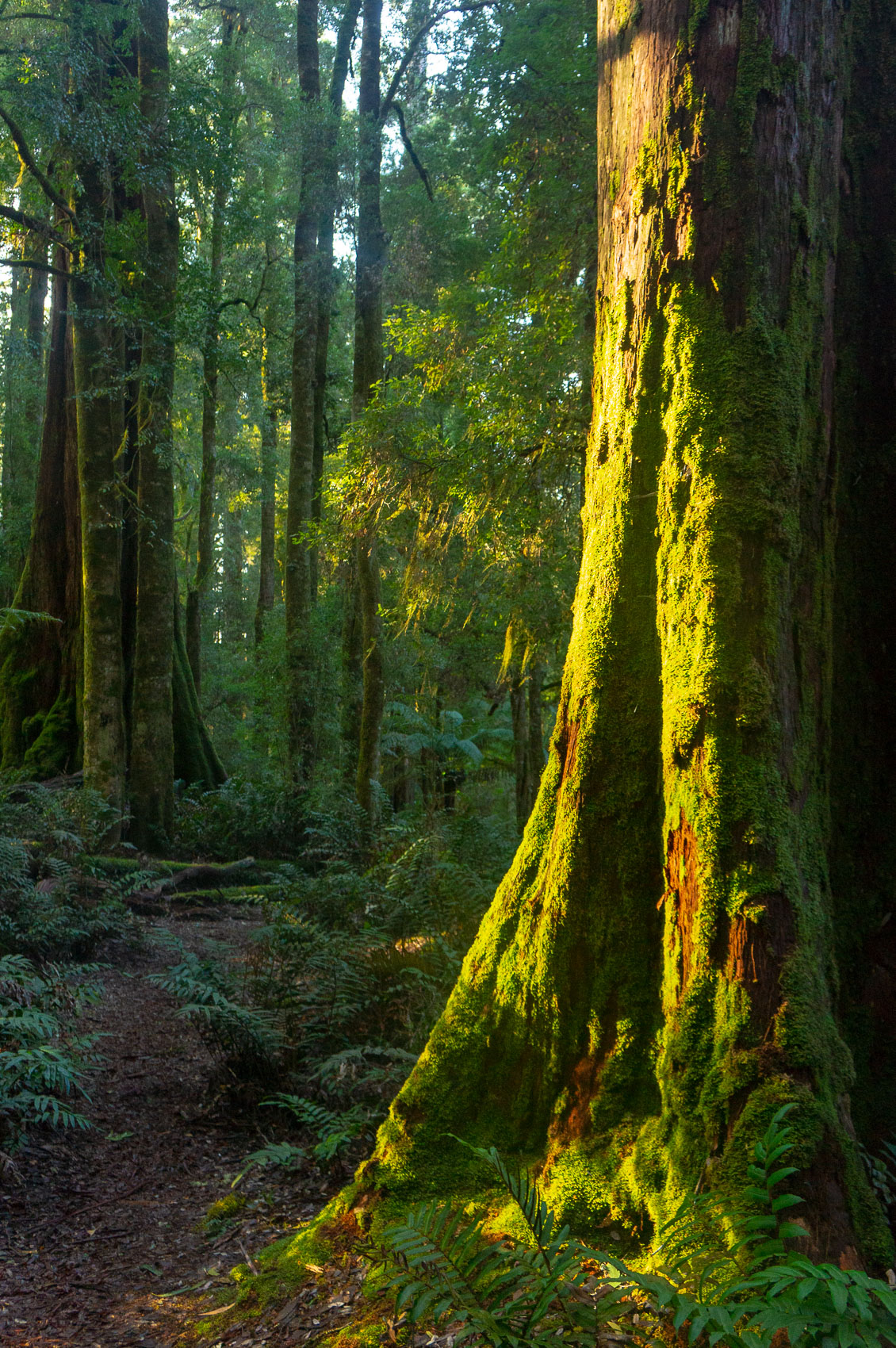 Evening in the Forest