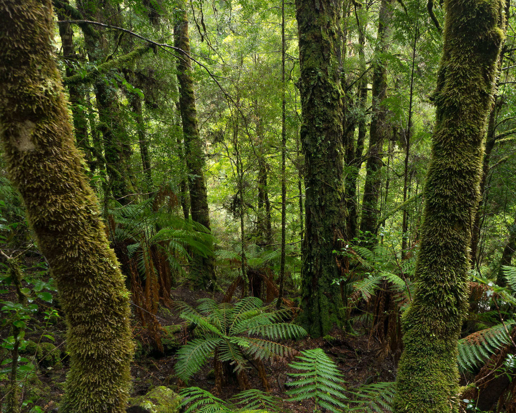 takayna Forest