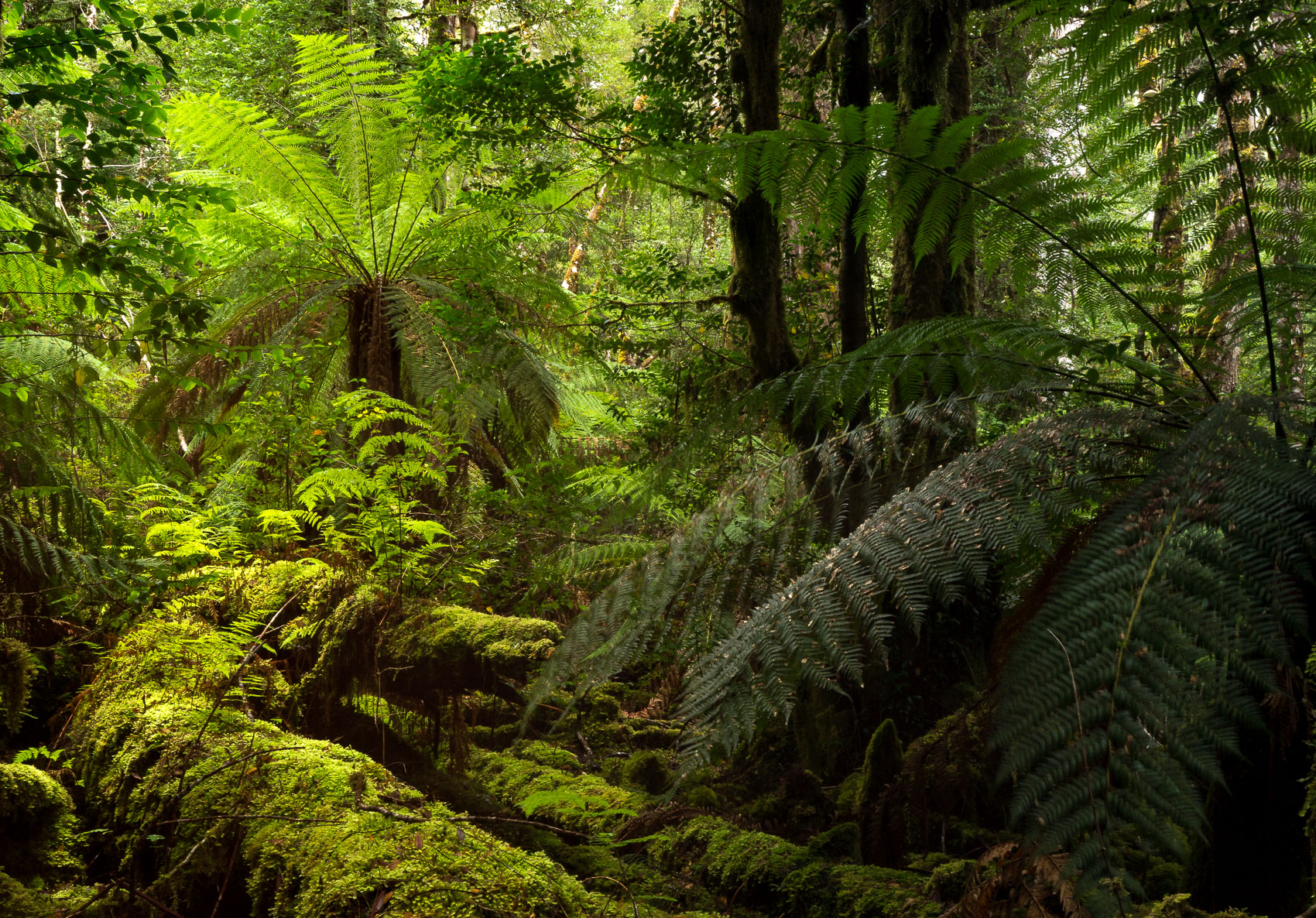Florentine Ferns