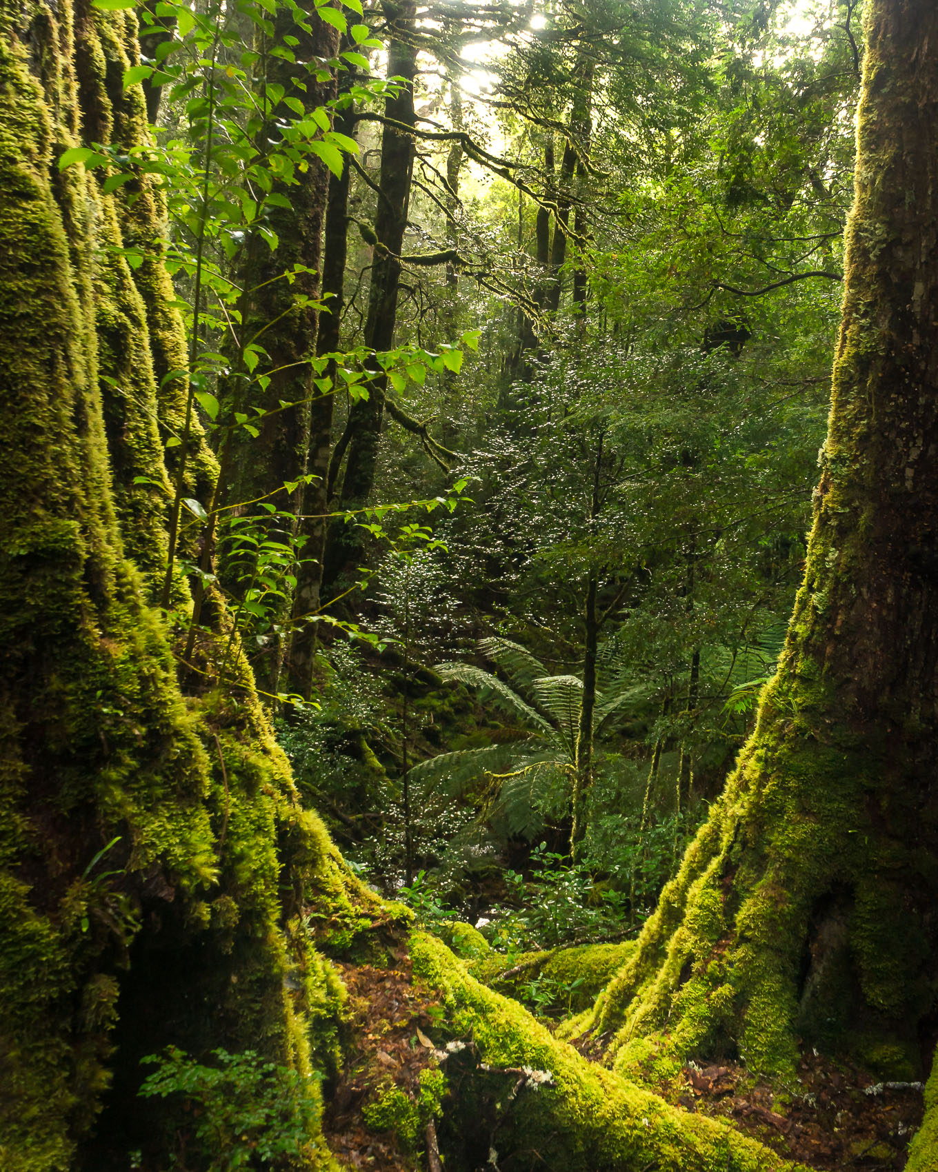 Rainforest Portal