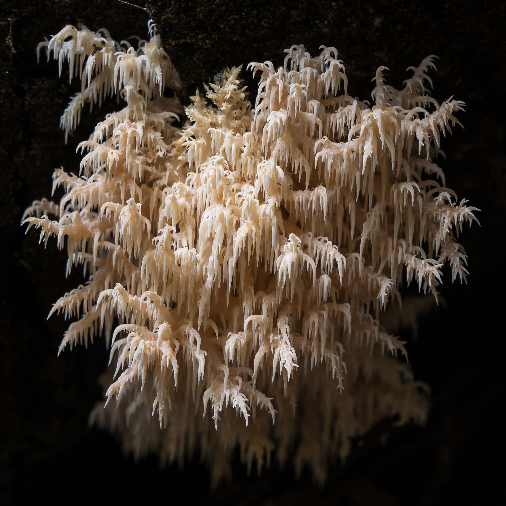 Forest Finds