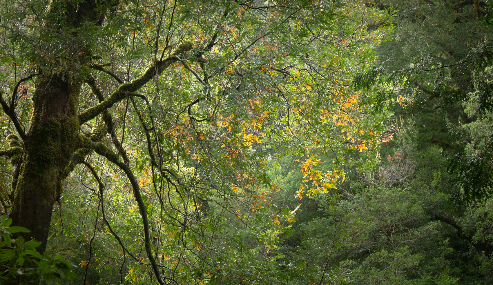 Myrtle Canopy