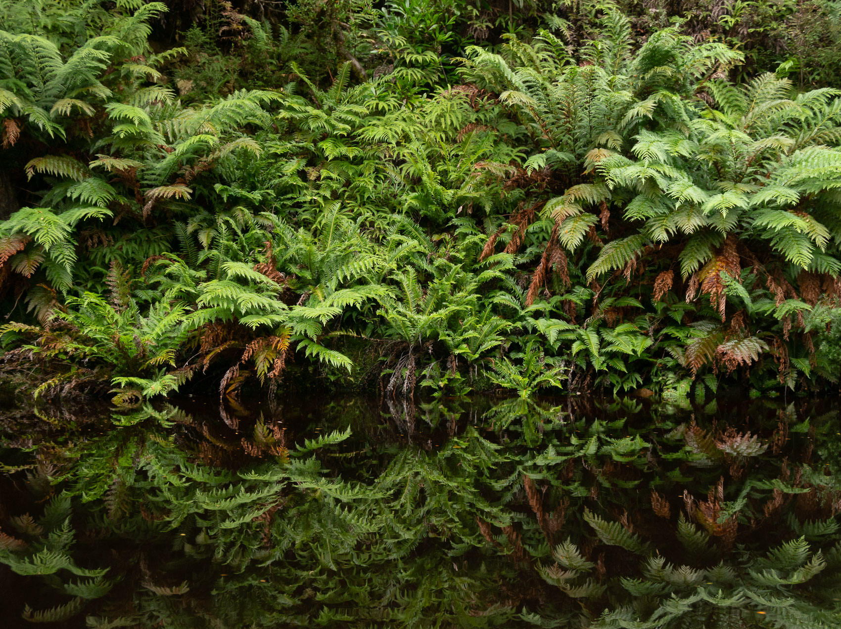 takayna Reflections