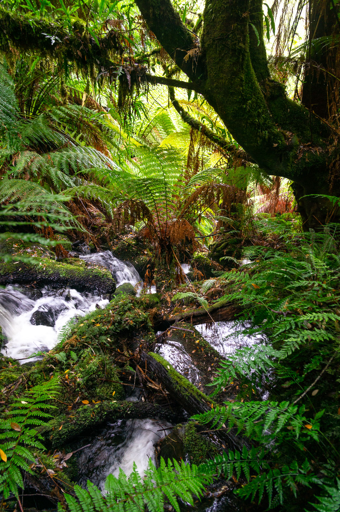 Rainforest Confluence